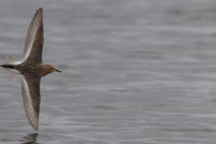 Calidris ruficollis