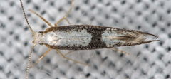 Argyresthia spinosella
