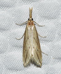 Donacaula longirostrallus