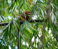 Plecturocebus discolor