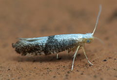 Argyresthia spinosella