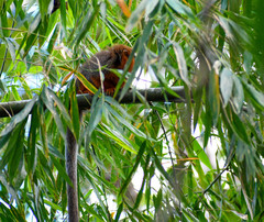 Plecturocebus discolor