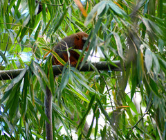 Plecturocebus discolor