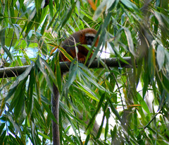 Plecturocebus discolor