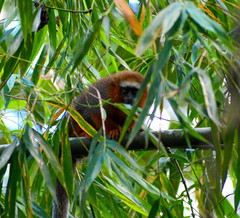 Plecturocebus discolor