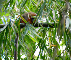 Plecturocebus discolor