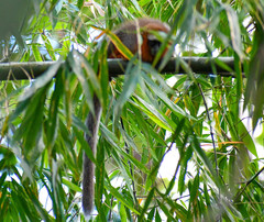 Plecturocebus discolor