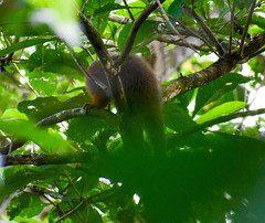 Plecturocebus discolor