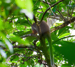 Plecturocebus discolor