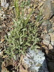 Chaenactis thompsonii