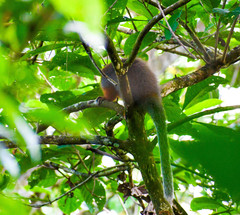 Plecturocebus discolor