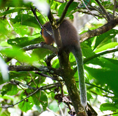 Plecturocebus discolor