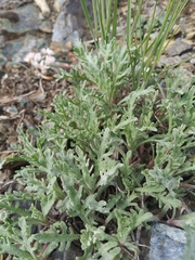 Chaenactis thompsonii