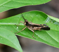 Phaeoparia lineaalba