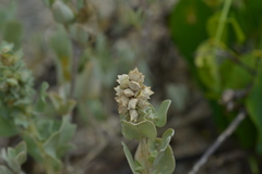 Atriplex jubata