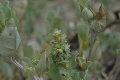 Atriplex jubata