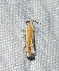Eucosma kiscana