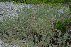 Atriplex jubata