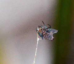 Micrathena clypeata