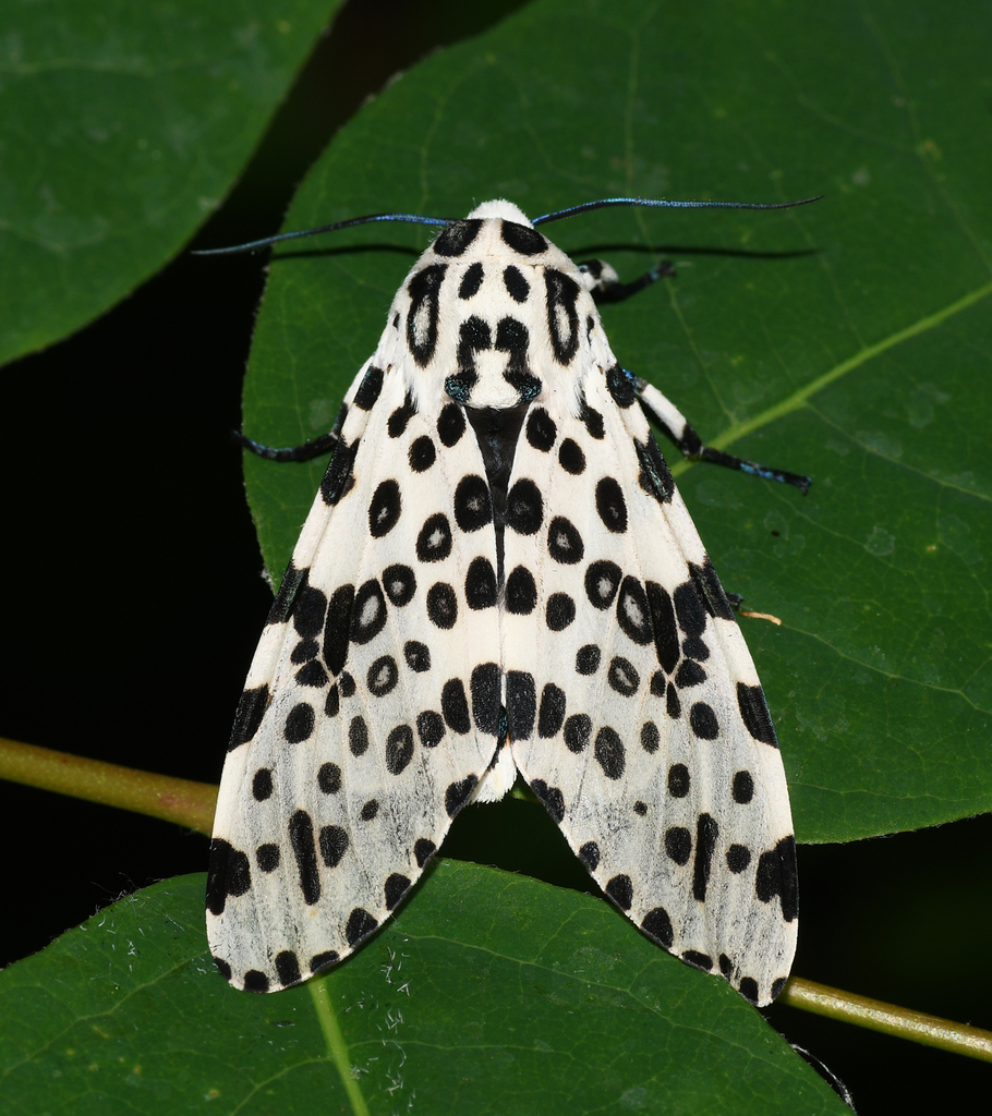 Giant Leopard Moth