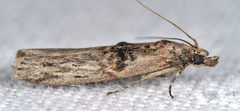 Nephopterix angustella