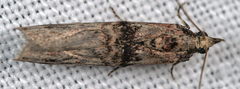 Nephopterix angustella