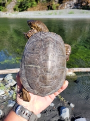 Actinemys marmorata marmorata