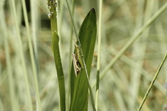 Leptysma marginicollis