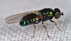 Microchrysa polita