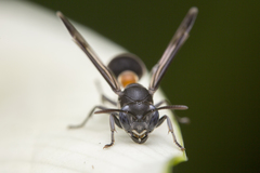 Ropalidia sumatrae
