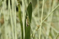Leptysma marginicollis