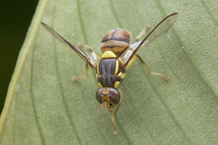 Bactrocera