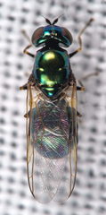 Microchrysa polita