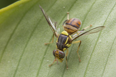 Bactrocera