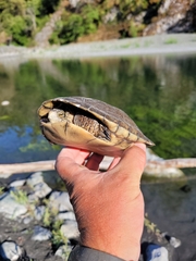 Actinemys marmorata marmorata