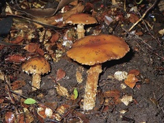 Cortinarius perfoetens
