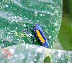 Sphaeropogonia aureatula