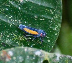Sphaeropogonia aureatula