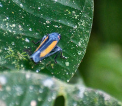 Sphaeropogonia aureatula