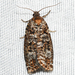 Spruce Budworm Moth - Photo (c) Josh Vandermeulen, some rights reserved (CC BY-NC-ND), uploaded by Josh Vandermeulen