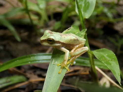 Masked Tree Frog, Smilisca phaeota
