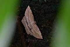Calletaera dentata