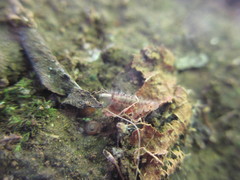 Eudigraphis takakuwai