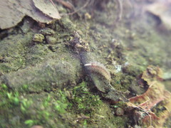 Eudigraphis takakuwai