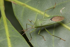 Homoeocerus graminis