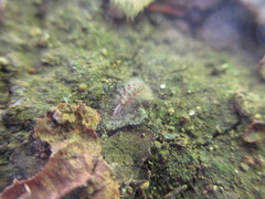 Eudigraphis takakuwai