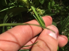 Carex schweinitzii