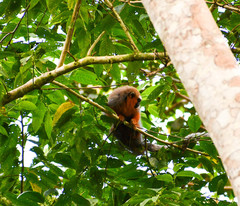 Plecturocebus discolor