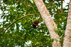 Plecturocebus discolor