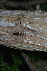 Phoracantha punctata